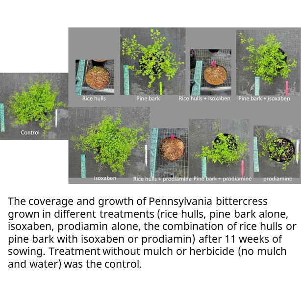 Rice hull mulch outperformed pine bark to control weed seeds introduced on top of the mulch surface, as typical in a #nursery environment. Mulch + herbicide combination outperformed the use of herbicides applied alone.

Complete results in #HortTechnology doi.org/10.21273/HORTT…