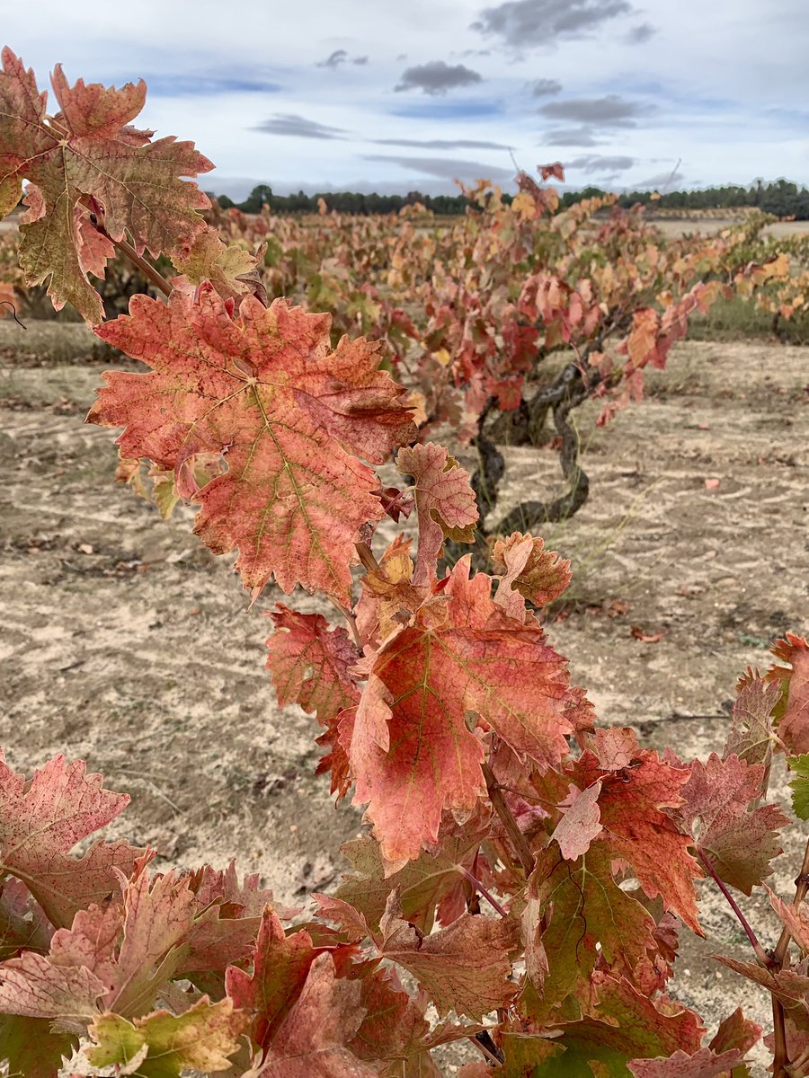 BodegasLaHorra's tweet photo. El ciclo continúa, los días son más fríos y las hojas caen, dando paso a un nuevo paisaje que nos acompañará durante todo el invierno.
#CORIMBO
#BodegasLaHorra https://t.co/Lejmp6B6Zo