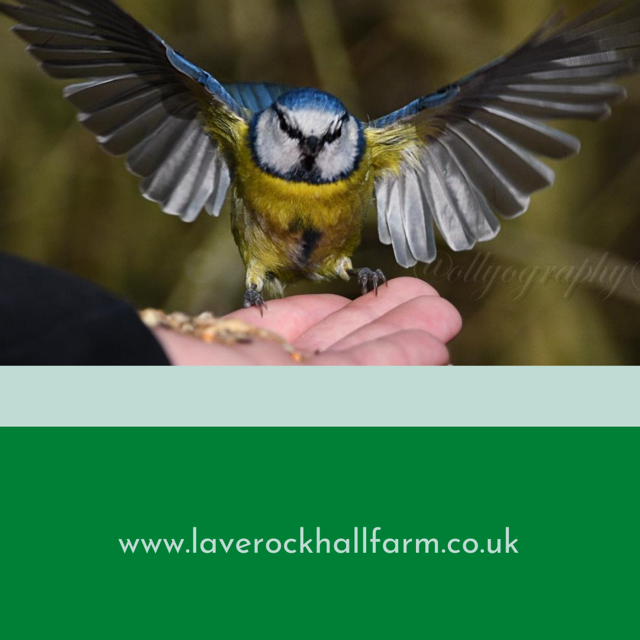 Brrrr what a chilly morning,
please don't forget the birds will be cold and hungry too.
If you can spare a little they'd be most grateful I'm sure
laverockhallfarm.co.uk
#feedthebirds #mhhsbd #firsttmaster
We can courier foods made by us right to your door