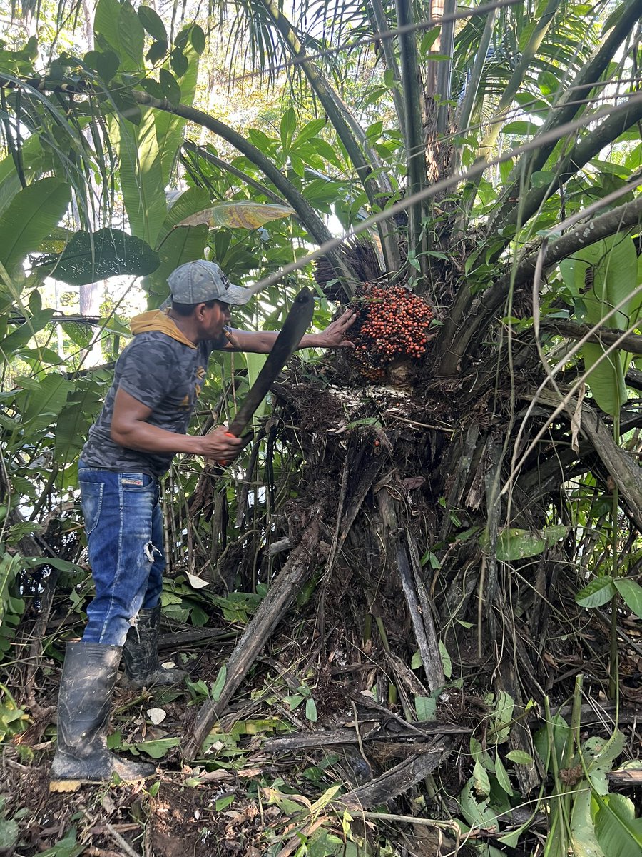 Aprovechamiento del fruto de la palma corozo (Elaeis oleifera), en Cimitarra-Santander