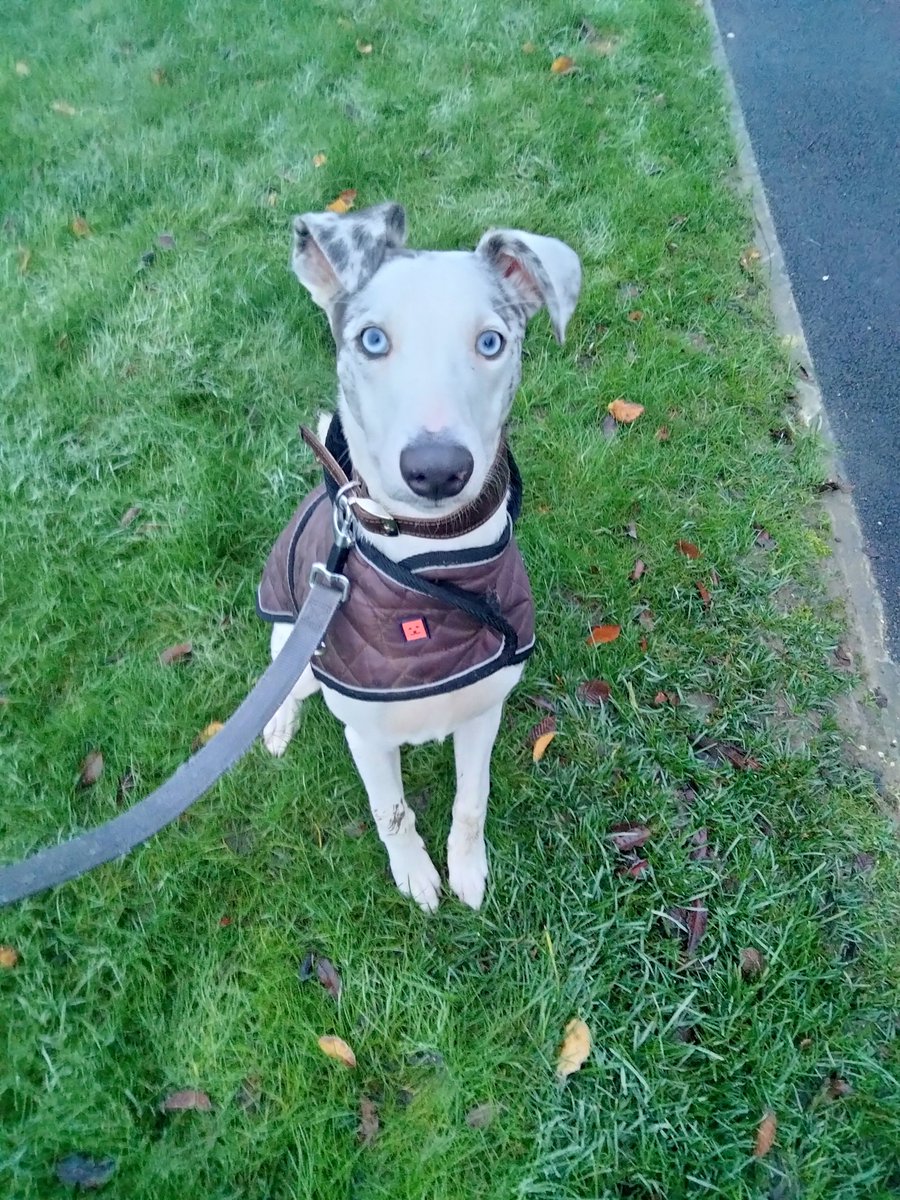 24 hours on #MastodonSocial . What I have learned. 
1: I still don't really know what I'm doing.
2: the residents are so far very polite, patient and friendly.
3; if you want some nice interactions, stick a dog pic on....
#SomethingsNeverChange
#Lurchers