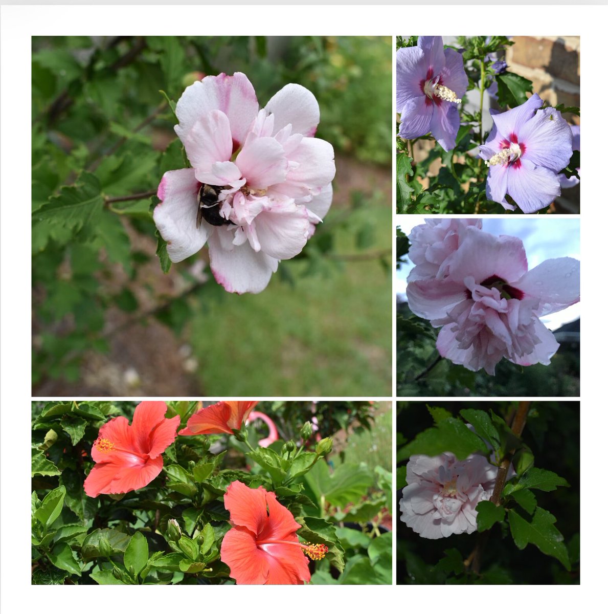 Good morning! R is for Rose of Sharon and Red tropical Hibiscus. #AlphaBettyBlooms