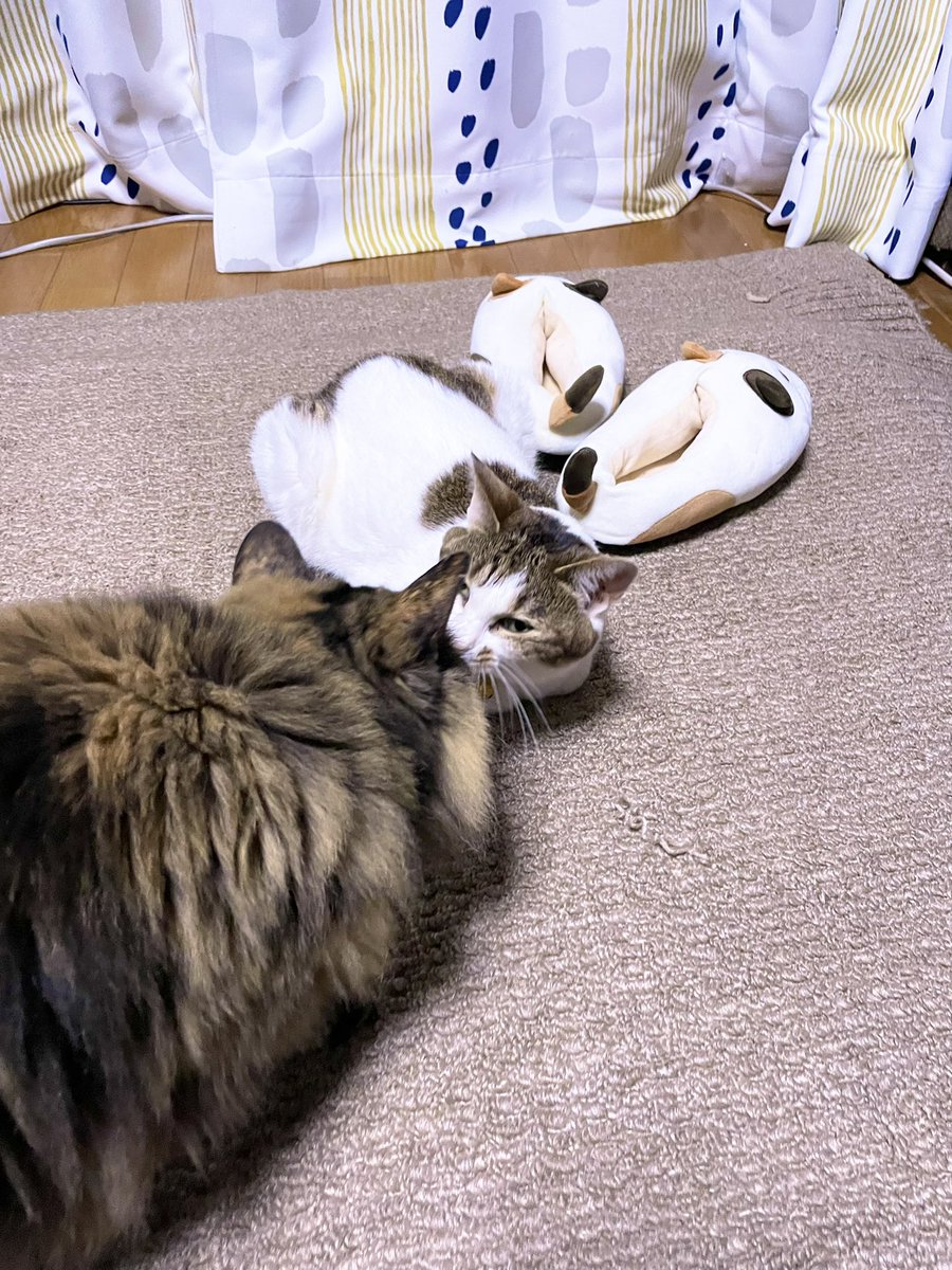 maroshoko's tweet photo. スリッパに似てるナナちゃんを確認するモカちゃん https://t.co/Hw7azxD88E