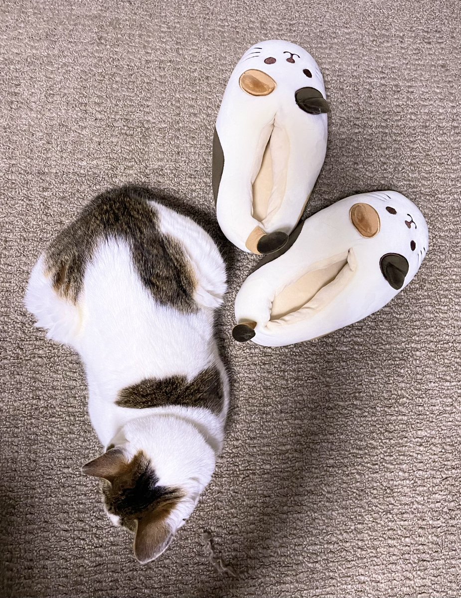 maroshoko's tweet photo. スリッパに似てるナナちゃんを確認するモカちゃん https://t.co/Hw7azxD88E