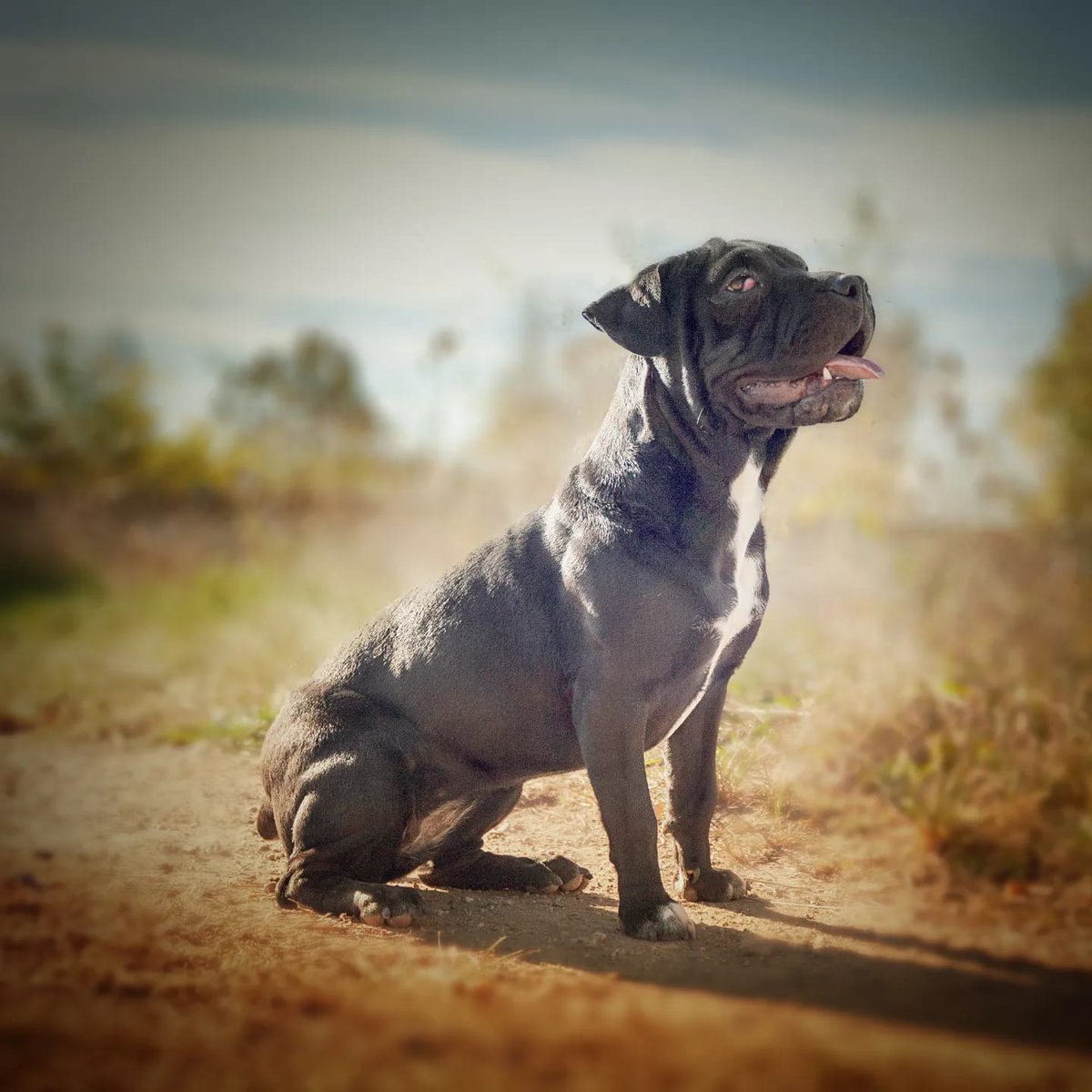 CAAD MOIANÈS tweet media