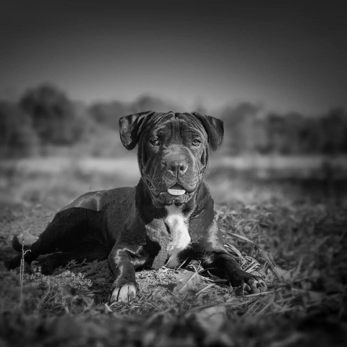 CAAD MOIANÈS tweet media