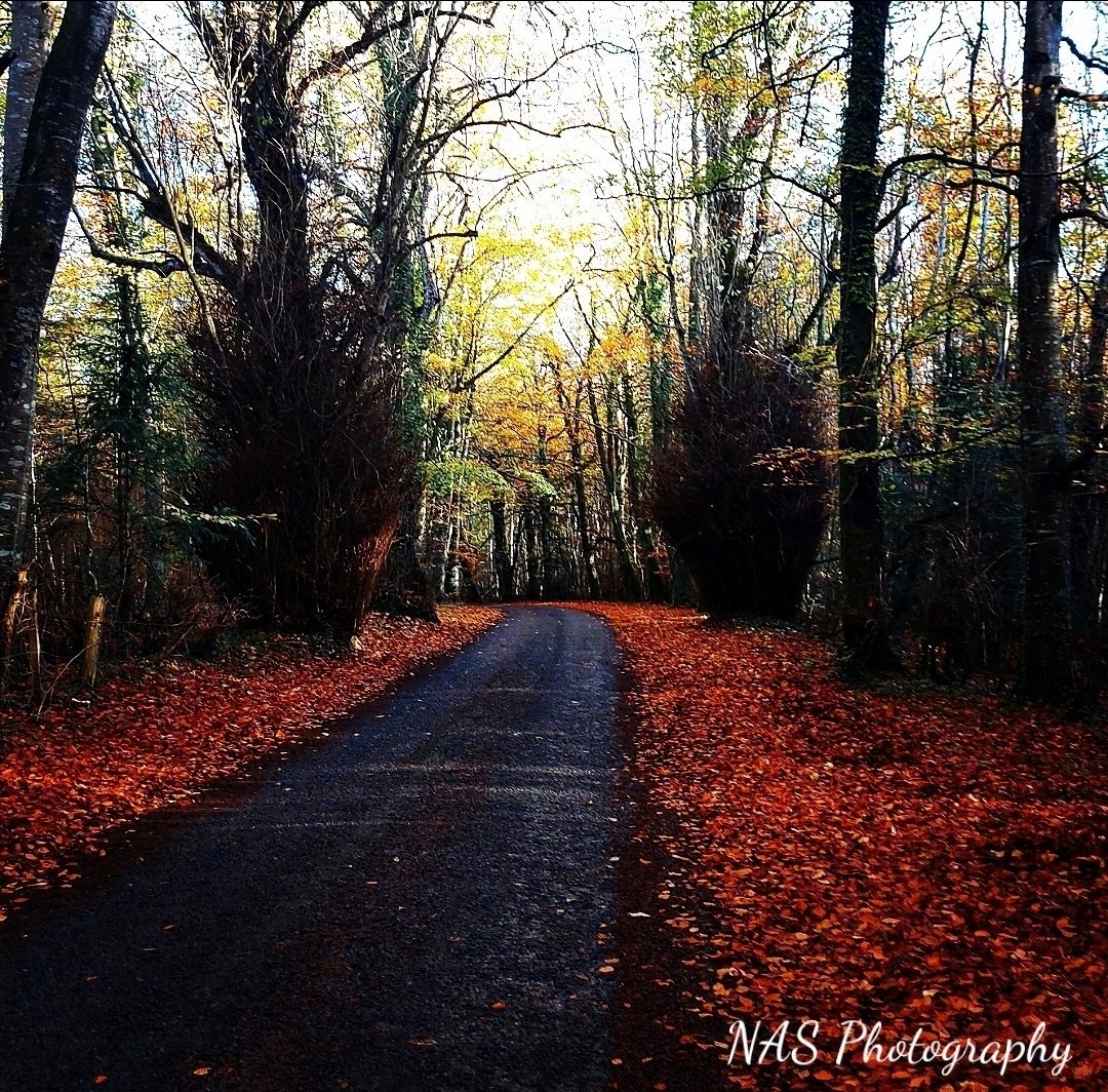 Enjoying the last of the Autumn colours 😍

#nature #forestwalks #NaturePhotography #photograghy