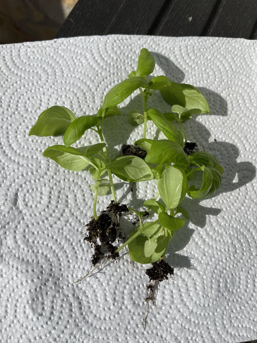 Eliredred's tweet image. I will always love this hack from @clodaghmckenna for making potted herbs last soooooo much longer #moneysaving #herbhack #greatidea