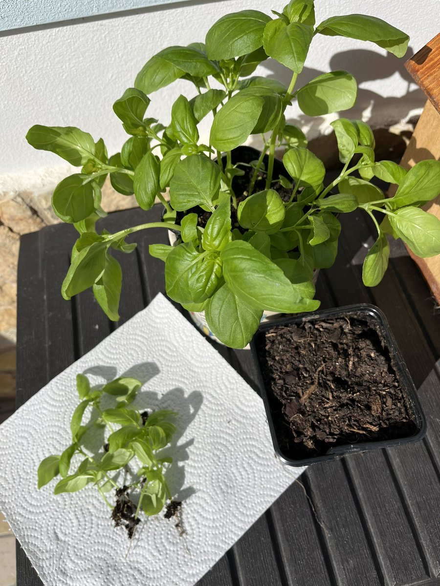 Eliredred's tweet image. I will always love this hack from @clodaghmckenna for making potted herbs last soooooo much longer #moneysaving #herbhack #greatidea