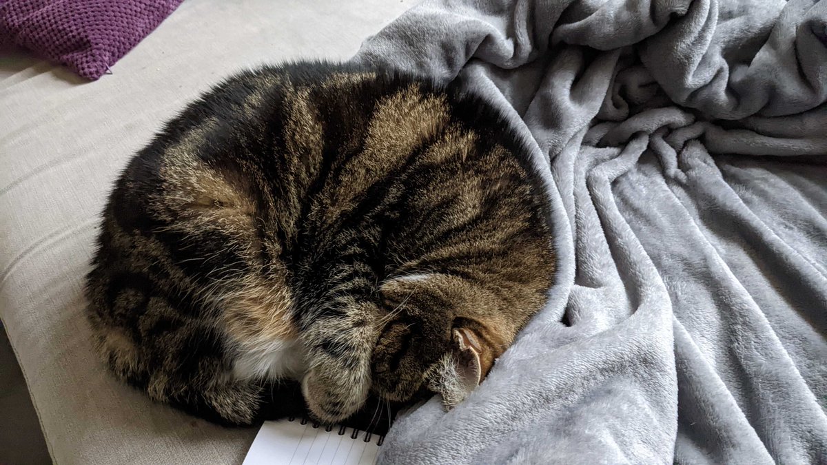 iamgiacomelli's tweet photo. @bbroccolibaby 😍
Cat is guarding my notebook today as I work from home 😊 https://t.co/IUoeLHOIp1