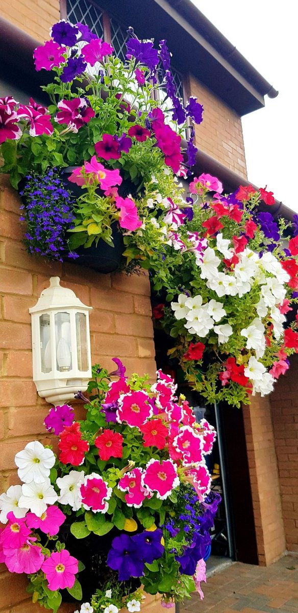 #CheeringupMonday by hopping back a few months with the best my baskets ever looked! Could definitely do with a bit of that colour today !
#flowers #GardeningTwitter #gardening