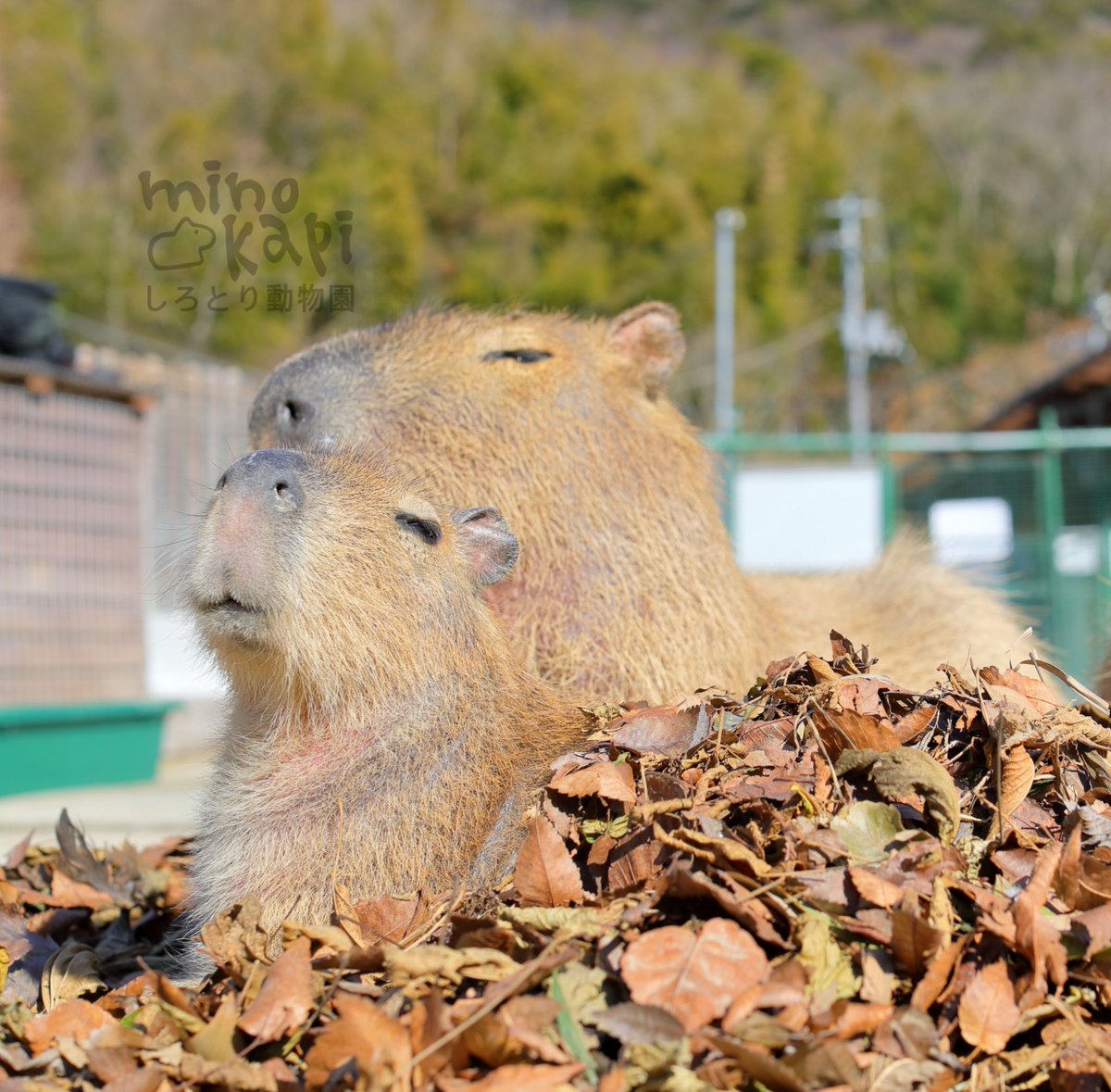 ピコピコカピバラ1つ50円♡ www.iestpjctello.edu.pe