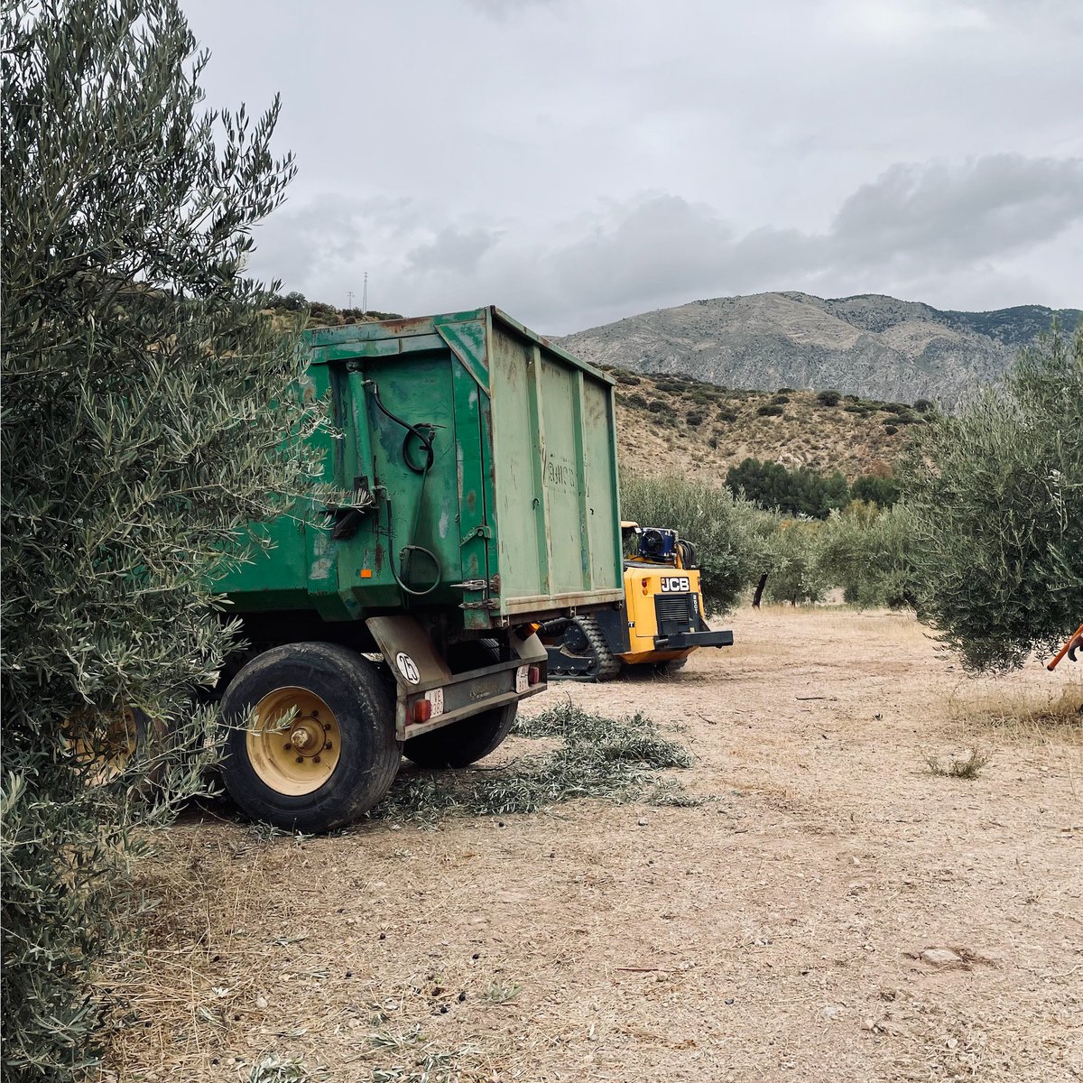tierrasdejaen's tweet photo. Culminamos campaña, fue ¡FUGAZ🚀! se pasó volando ☄️el tiempo y la #recolección 🍃 Os dejamos algunos momentos 🤠de lo que fue👊 Ahora a disfrutar de nuestro 😛#aceitedeolivavirgenextra con todos vosotros🫶 🕺#felizsemana https://t.co/SmJ9kvZXD9