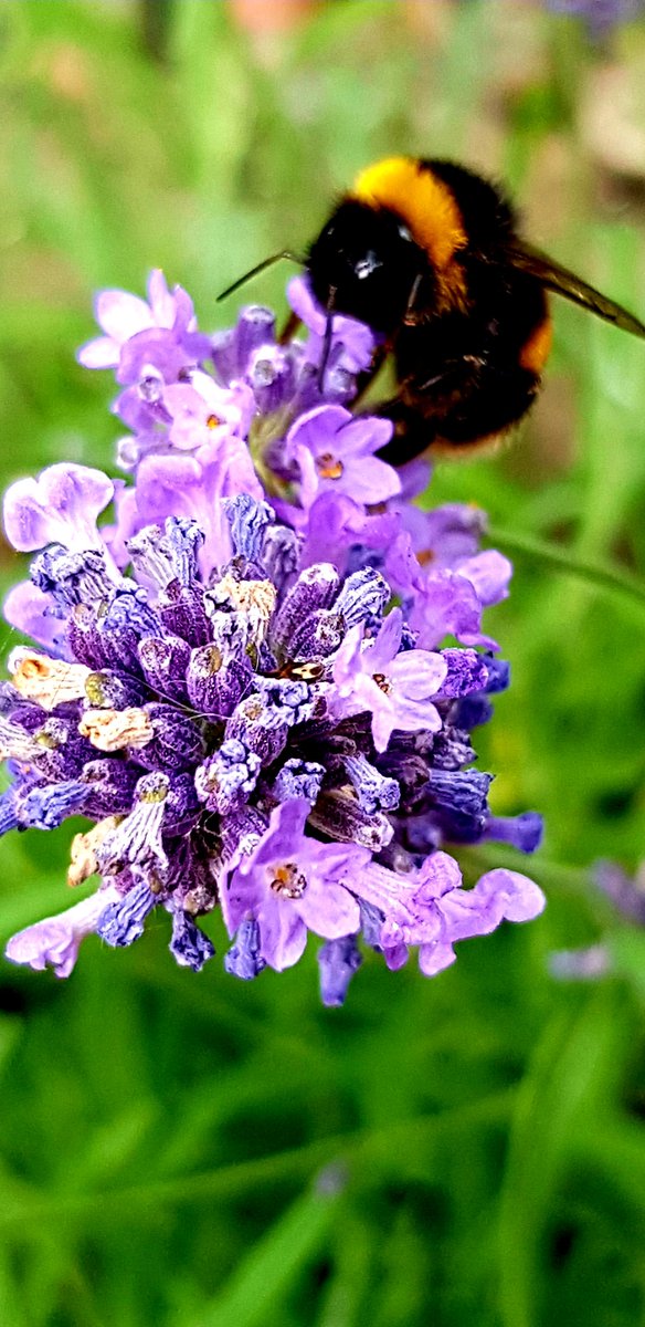 #CheeringupMonday with a bee doing his thing with my #lavender ! 🥰 #GardeningTwitter #gardening 
#savethebees
