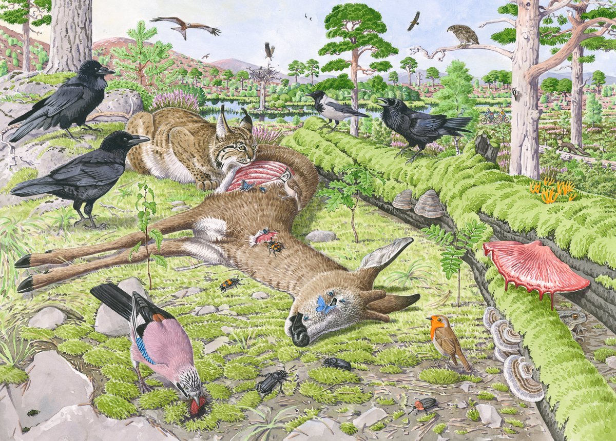ScotlandTBP's tweet photo. Large carcass ecology is a process we're almost completely missing. In Europe, everything from wild boar to wolves &amp; crested tits to carrion beetles have been recorded feeding from lynx kills.

The carcasses then break down, releasing nutrients back into the soil.
#LynxToScotland https://t.co/T6CMaDo1Q4