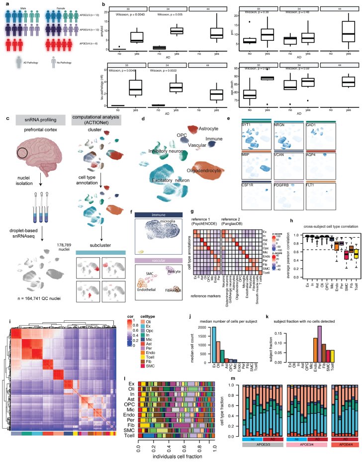 manoliskellis's tweet photo. This week in @Nature we present our #SingleCell dissection of #ApoE4, the strongest genetic variant for #Alzheimers.
ApoE4 impairs #cholesterol #transport, leading to #oligodendrocyte ER accumulation, decreased #myelination.
Restoring transport restores mouse cognition.
#Hope #AD https://t.co/iOXpwTfrVe