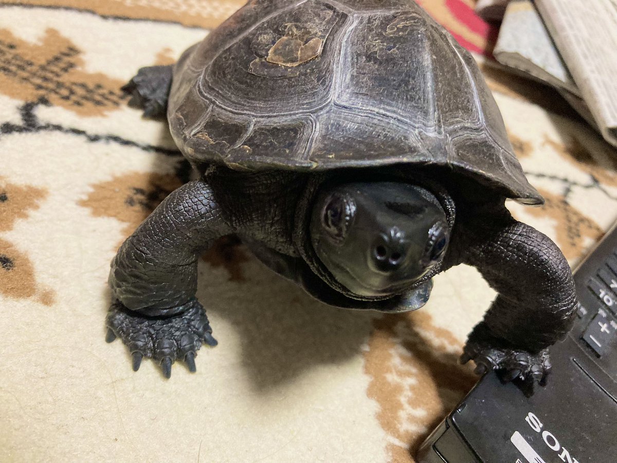 お久しぶりです♪
カメ吉くん部屋んぽ中(..＞◡＜..)

🐢「みんな元気だったー？」

#クサガメ #イケメン？