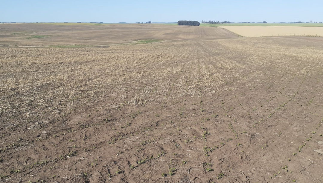 agromil_ltda's tweet photo. 👌 Buena implantación de soja con #MicrostarCMB en 📍 Vichadero, Rivera. 👥 Rizobacter y Agromil.
#MicrostarSoja #RizobacterUruguay https://t.co/hKskfNv71c