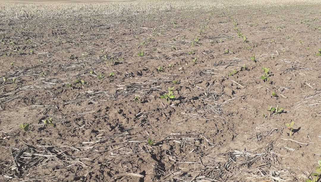 agromil_ltda's tweet photo. 👌 Buena implantación de soja con #MicrostarCMB en 📍 Vichadero, Rivera. 👥 Rizobacter y Agromil.
#MicrostarSoja #RizobacterUruguay https://t.co/hKskfNv71c