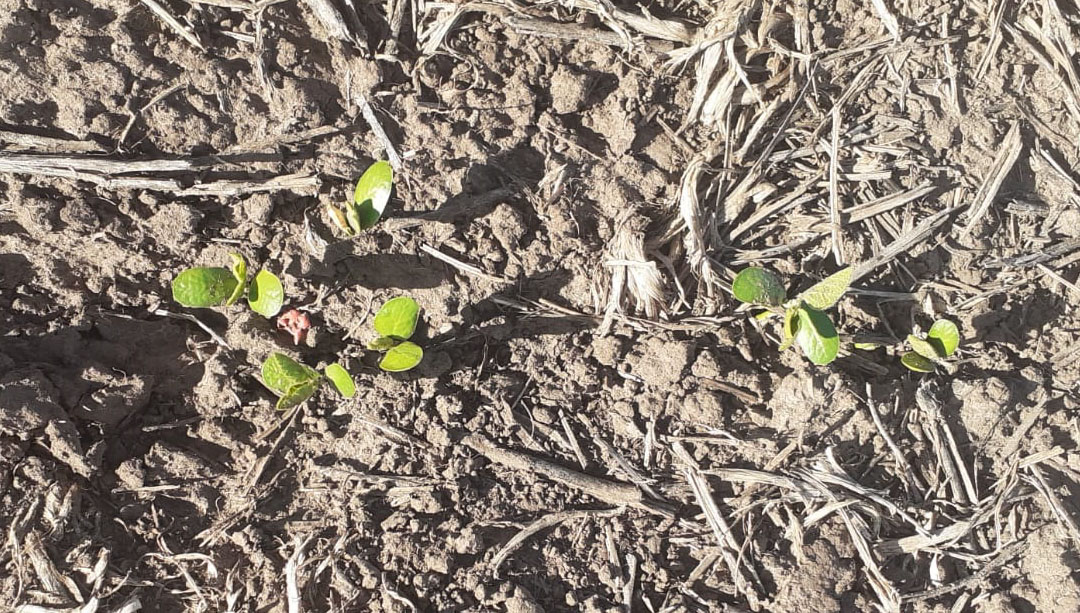 agromil_ltda's tweet photo. 👌 Buena implantación de soja con #MicrostarCMB en 📍 Vichadero, Rivera. 👥 Rizobacter y Agromil.
#MicrostarSoja #RizobacterUruguay https://t.co/hKskfNv71c