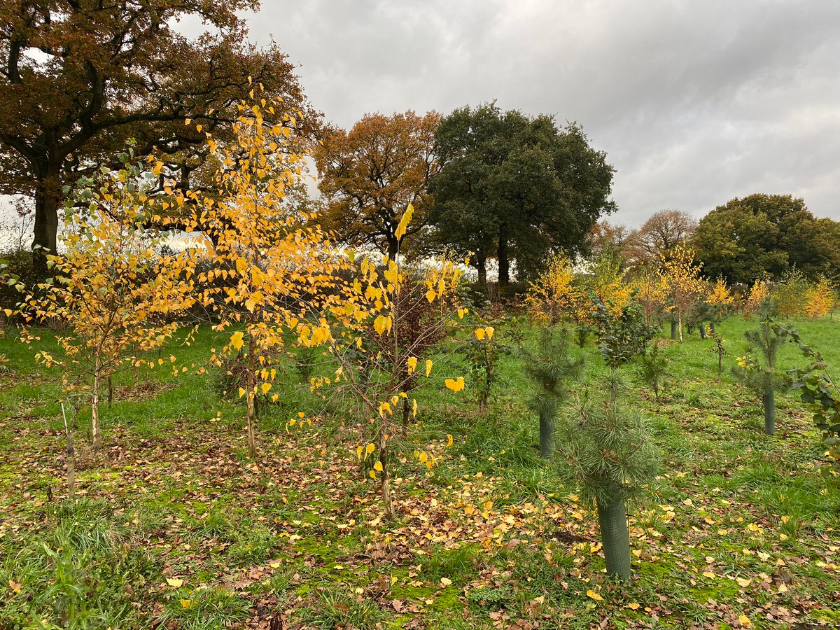 merseyforest's tweet photo. 20 months! This is how trees planted in Northwich have developed since March 2021
🌳The landowner used #Trees4Climate funds to source and plant 2,500 trees!
🍁Looking splendid in the #Autumn sun #morefromtrees https://t.co/kKqW7gY085