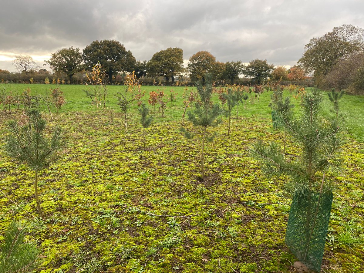 merseyforest's tweet photo. 20 months! This is how trees planted in Northwich have developed since March 2021
🌳The landowner used #Trees4Climate funds to source and plant 2,500 trees!
🍁Looking splendid in the #Autumn sun #morefromtrees https://t.co/kKqW7gY085