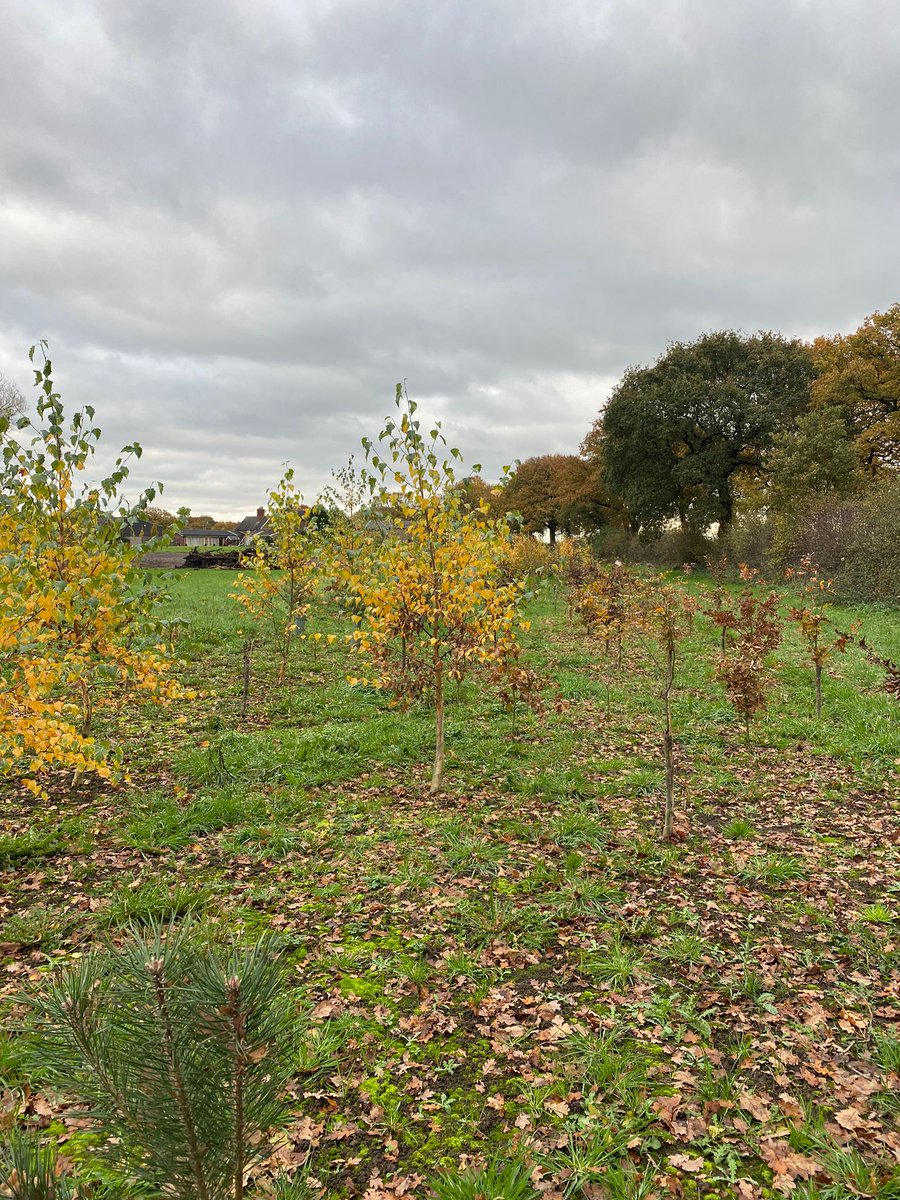 merseyforest's tweet photo. 20 months! This is how trees planted in Northwich have developed since March 2021
🌳The landowner used #Trees4Climate funds to source and plant 2,500 trees!
🍁Looking splendid in the #Autumn sun #morefromtrees https://t.co/kKqW7gY085