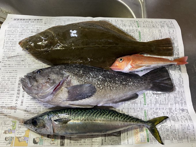 今日は今年最後の船釣り〜
真鯛狙いだったけど激渋&amp;サバ軍団が邪魔して本命は釣れず…💧
ま、イシガレイとクロソイ、カナガシラと色々釣れたのでよしとしますw 