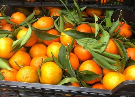 gys_grup's tweet photo. "Now we have started with the citrus fruits. We are loading Clemenules, Oronules and Navelinas from the Region of Valencia in nets and in all kinds of formats to countries in Europe "

https://t.co/wy3rUyykL5

https://t.co/9RPO6DH7MO

#europe #freshplaza #citricos #sales https://t.co/cb3N6n0O5a