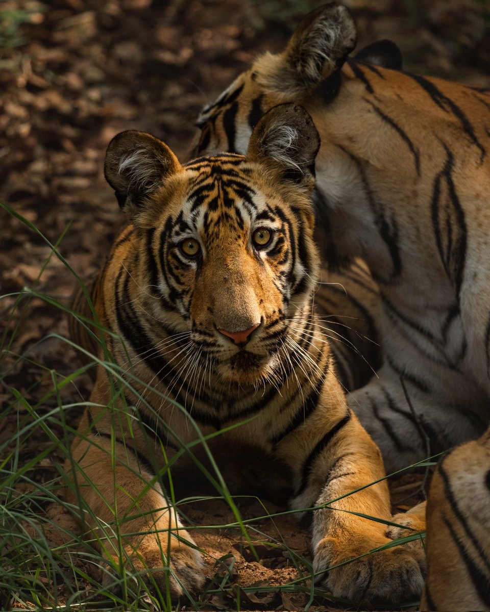 iyer_naresh's tweet photo. The portrait of the cub staring directly at me was captured in stunning light that was subtle yet managed to add the drama that I seek.
Tadoba Andhari Tiger Reserve 

#eye4wild #natgeoindia #BBCWildlifePOTD #discovery #animalplanet #natgeowild #bbcearth #NikonZ6ii #wildlife https://t.co/a2TjR5Zxrx