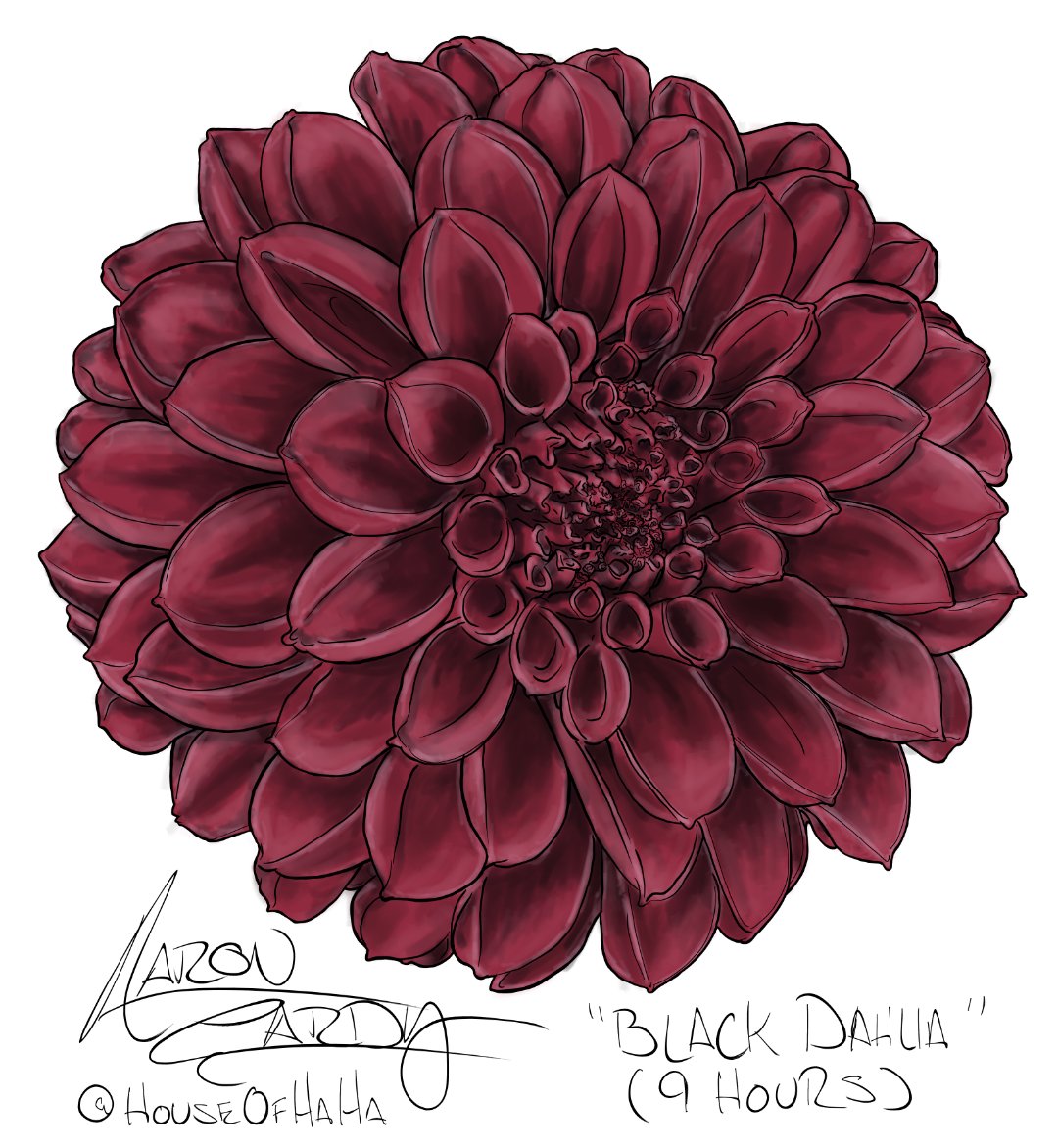 thathouseofhaha's tweet photo. "Black Dahlia" by Aaron Gardy from https://t.co/vNUlInfOlg This is one of handful of different flowers that will be worked into a larger piece🎨

#blackdahlia #artoftheday #workinprogress #flowers #flowerart #digitalart #illustration #houseofhaha #aarongardy #flower #art #artist https://t.co/7oWqyk0Kvk