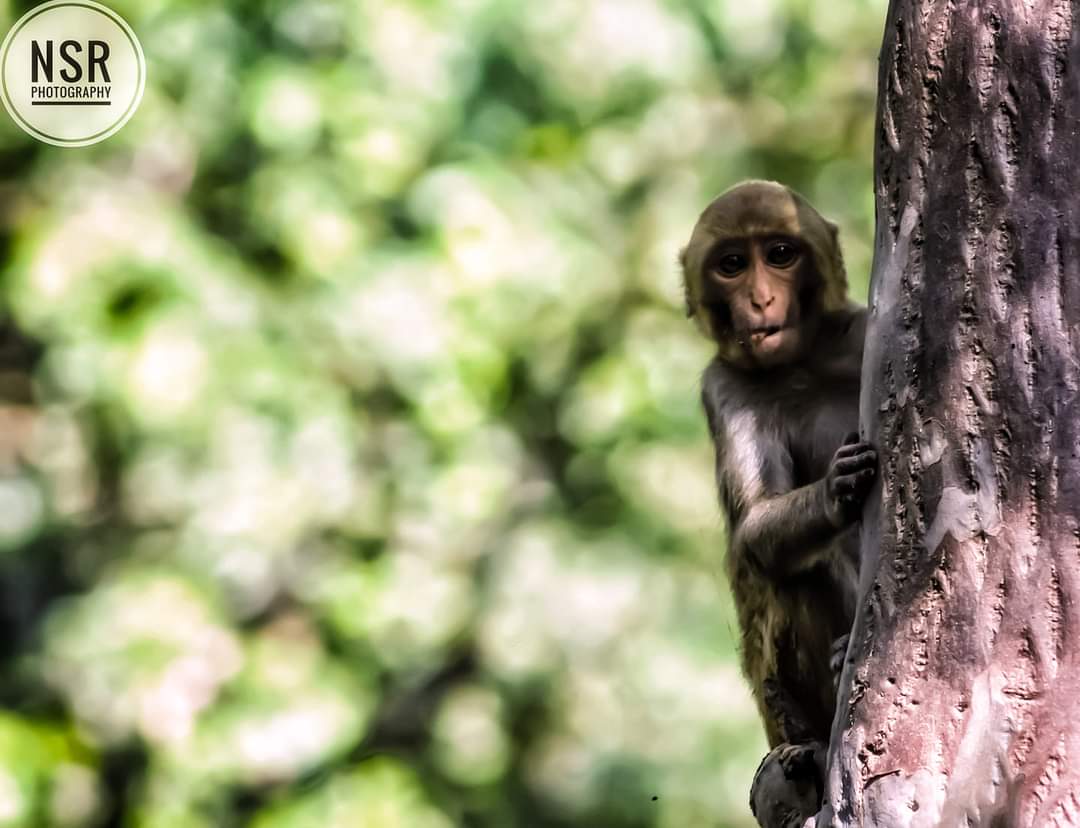 nikhil081191's tweet photo. Hide n Seek ❤️
#nature #wildlife #wildlifephotographer #wildlifephotography #mptourism #SonyAlpha #like4like #followme #greenery #naturelover https://t.co/XFmwpPisc2