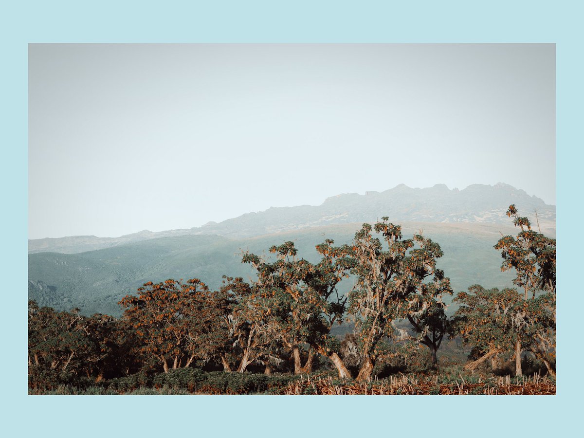 KijaniGallery's tweet photo. ...created world:order|chaos• silence|noise •

#beautyallaround #landscapephotography #landscapes #TembeaKenya @magicalkenya @KOhawa @KSafarisKE @CheetahSafariKe @PhotosForTrees @Min_TourismKE https://t.co/c4jN40VqFc
