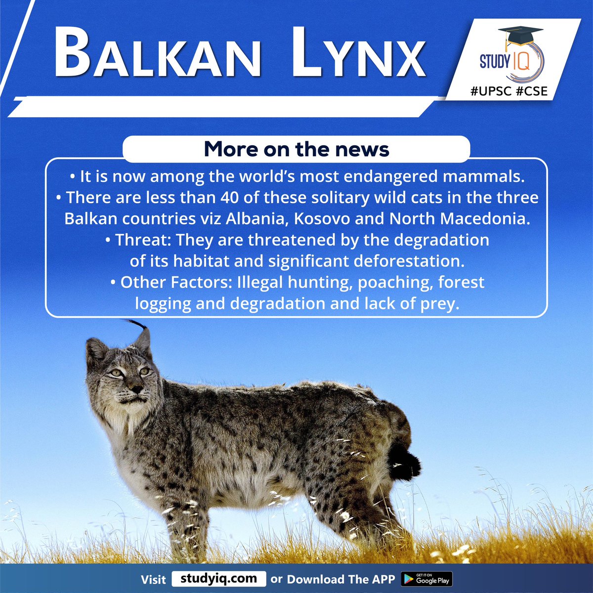 bankiqeducation's tweet photo. #Balkan #Lynx

#balkanlynx #wildlifeexperts #species #world #endangeredmammals #solitarywildcats #wildcats #balkancountries #vizalbania #kosovo #northmacedonia #habitat #illegalhunting #poaching #forestlogging #lackofprey #europe #balkanregion #brownbear #wolf #iucn #cites https://t.co/RTRJFCeAlj
