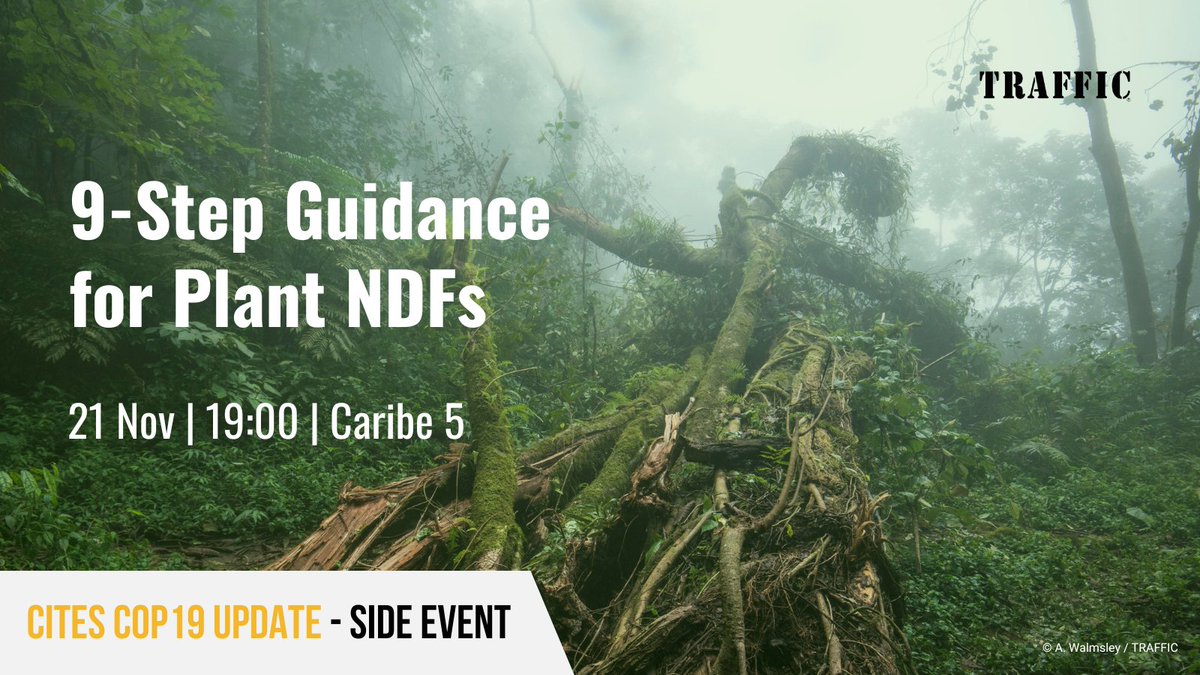 TRAFFIC_WLTrade's tweet photo. 📣 #CITESCoP19 attendees - join us at our side event later today where we will be showcasing new tools for making Non-Detriment Findings for perennial plants and timber species 🌳🌼
@BfN_de @CITES #NDFs https://t.co/xmYoVixdkS