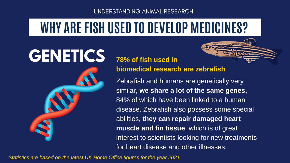 animalresearch's tweet photo. Why do we use fish to develop medicines?

1. We are genetically similar!

Most #FishInResearch are #Zebrafish a small freshwater fish that is native to South Asia.

84% of genes known to be associated with human disease have a zebrafish counterpart #AnimalResearch https://t.co/9qPEhGsRni