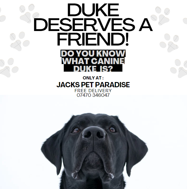 JsPetParadise's tweet photo. Anyone know what breed he is?
Come in store and adopt duke as he deserves a friend!
#pet #petlovers #petstagram https://t.co/yJqcmtYjo6