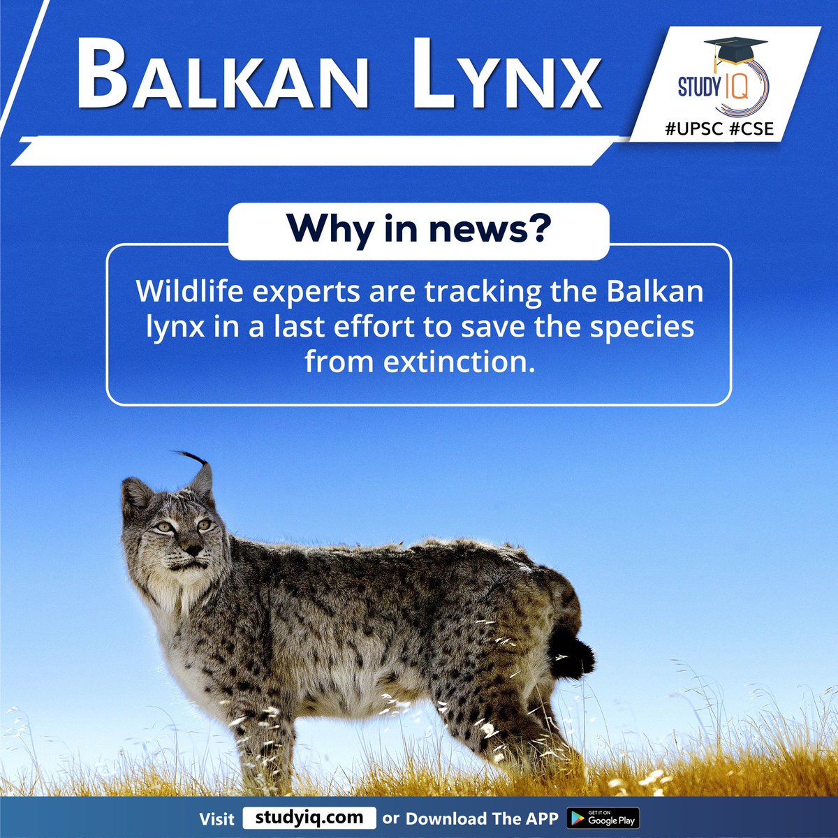 Newspoket's tweet photo. #Balkan #Lynx

#balkanlynx #wildlifeexperts #species #world #endangeredmammals #solitarywildcats #wildcats #balkancountries #vizalbania #kosovo #northmacedonia #habitat #illegalhunting #poaching #forestlogging #lackofprey #europe #balkanregion #brownbear #wolf #iucn #cites https://t.co/gNWJjq31VA