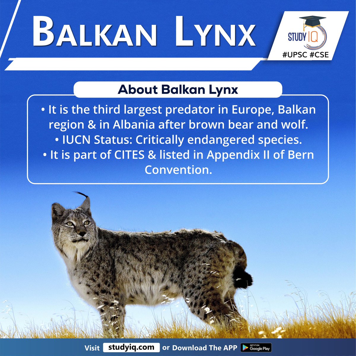 Newspoket's tweet photo. #Balkan #Lynx

#balkanlynx #wildlifeexperts #species #world #endangeredmammals #solitarywildcats #wildcats #balkancountries #vizalbania #kosovo #northmacedonia #habitat #illegalhunting #poaching #forestlogging #lackofprey #europe #balkanregion #brownbear #wolf #iucn #cites https://t.co/gNWJjq31VA