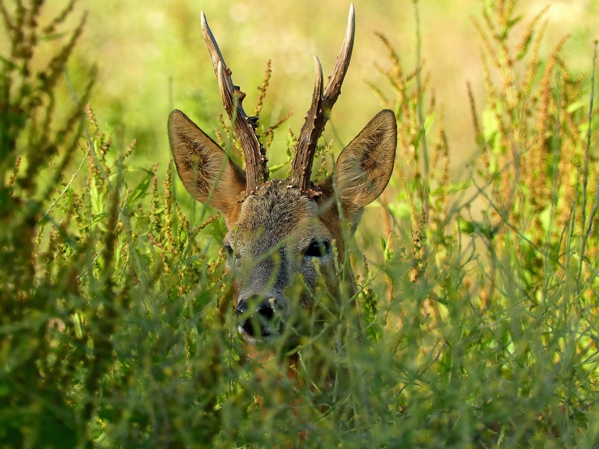 Morning deer.#wildlifephotography #nature #TwitterNatureCommunity @ThePhotoHour
@wildlifemag @Natures_Voice 
@Team4Nature #BBCWildlifePOTD #Britishnatureguide #photography #deer #deerphotography