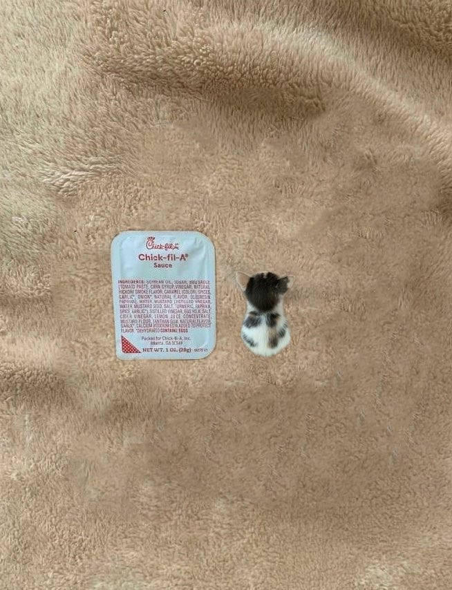 DontShowYourCat's tweet image. .7 sauses