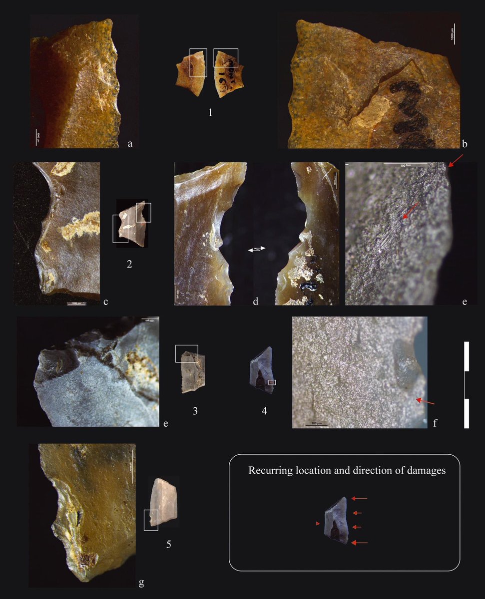 MesoMisc's tweet photo. New open access #article, '#Evolutionary #Dynamics of #Armatures in Southern #France in the Late #Mesolithic and Early #Neolithic', by Defranould et al.
Available from:
https://t.co/ozVxih1pjf https://t.co/vGDitOXs1V