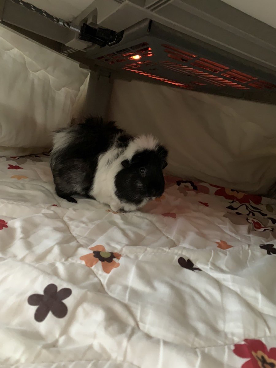 久しぶりの投稿💦
フォローさせて頂いてるもるさん達が元気そうでほっこり☺️我が家も相変わらず4匹元気にしています。特にメイちゃんは部屋んぽ中こたつに入る始末😂ぬくぬくですね😊