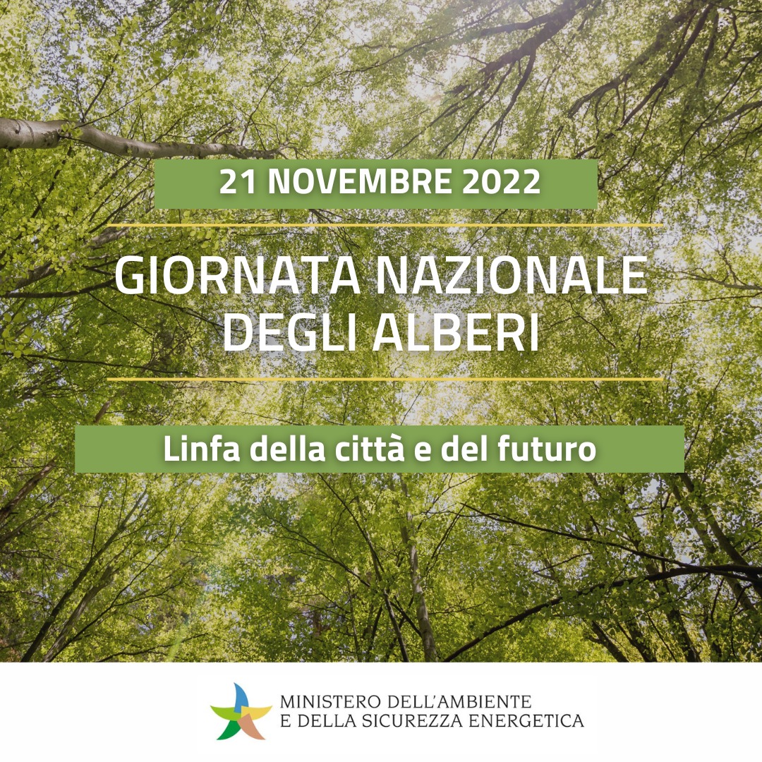 MASE_IT's tweet photo. 🌳Oggi #21novembre è la Giornata Nazionale degli #Alberi.
“Hanno un grande impatto sull’ambiente delle nostre città: gli alberi sono un valore da difendere e rafforzare", così il ministro @GPichetto. 

➡️Scopri tutte le iniziative del Ministero al link: https://t.co/aZ5sCJznvx https://t.co/73a0nls89w