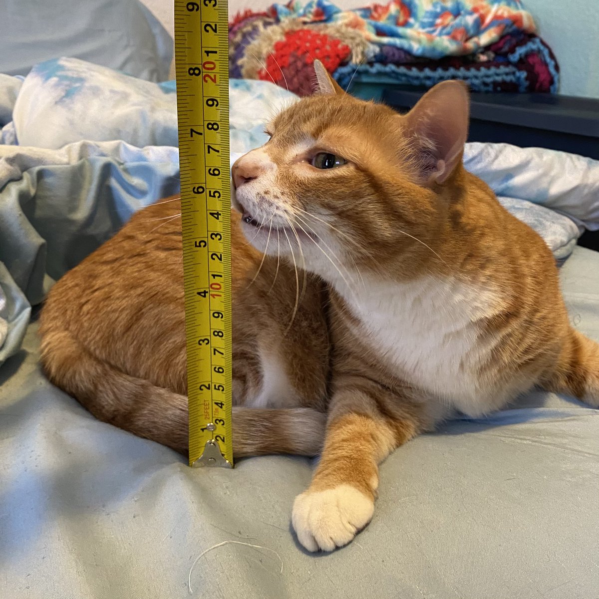 ColeTheBlackCat's tweet photo. We have some fluffy stuff here too, but luckily it’s way under a foot, ginger and purrs! ❄️🧡
We hope everyone up north keeps safe and warm 😽
#Snow #blizzard #weather #cats #snugglealert https://t.co/VoY3NwHZAL