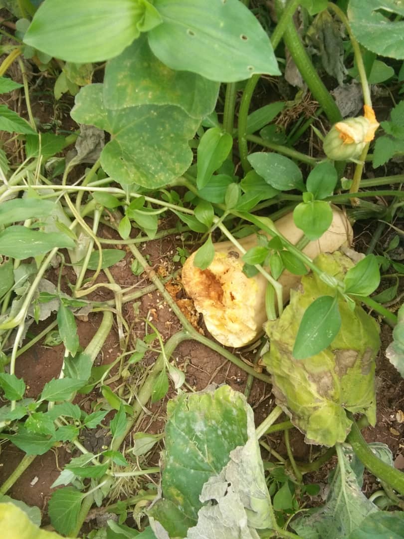 Obert Maminimini tweet media