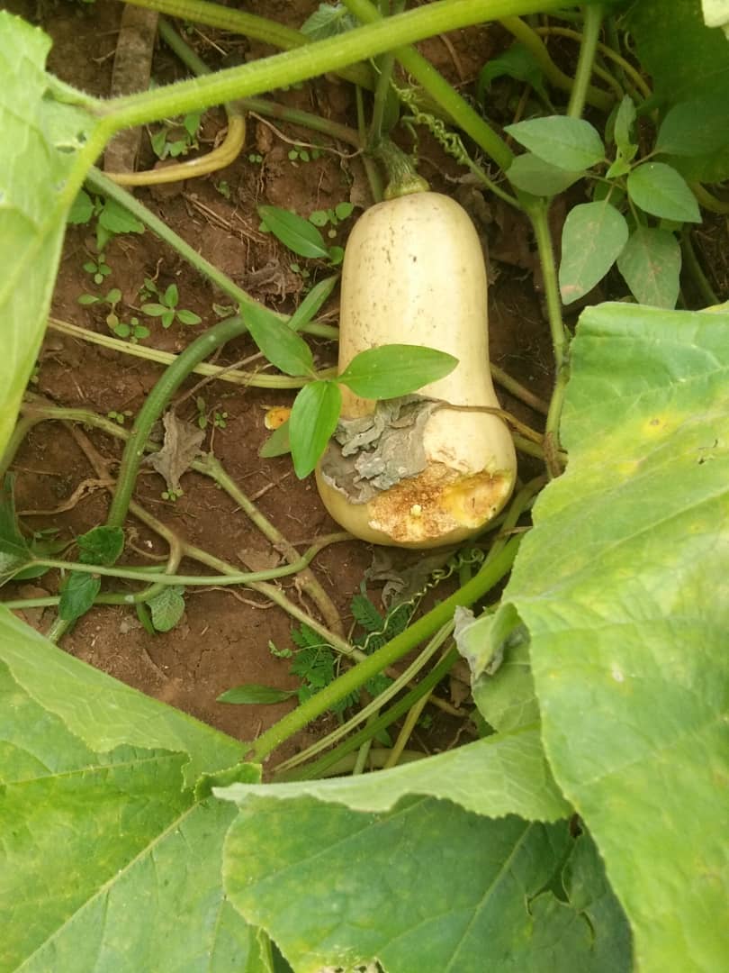 Obert Maminimini tweet media