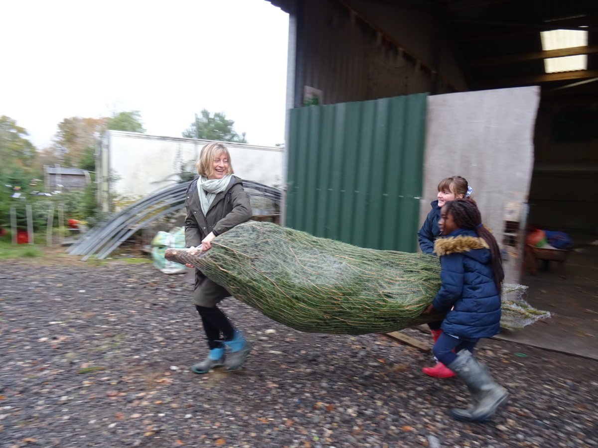 KentCollegePemb's tweet photo. KC Prep have been getting in the Christmas spirit already and this morning our Head Girls from Year 6, along with Headteacher Mrs Hall, visited Pimms Christmas Tree Farm to choose the perfect tree. We can't wait to decorate it! To find out more about KC Prep, see our website. https://t.co/YZx4My9kgM