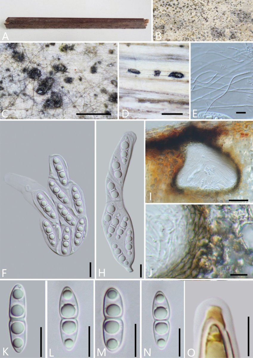 Two #newspecies and two new records of #microfungi associated with bamboo and palm are introduced. Read more about them here: doi.org/10.3897/mycoke…

#fungi #phylogeny #taxonomy