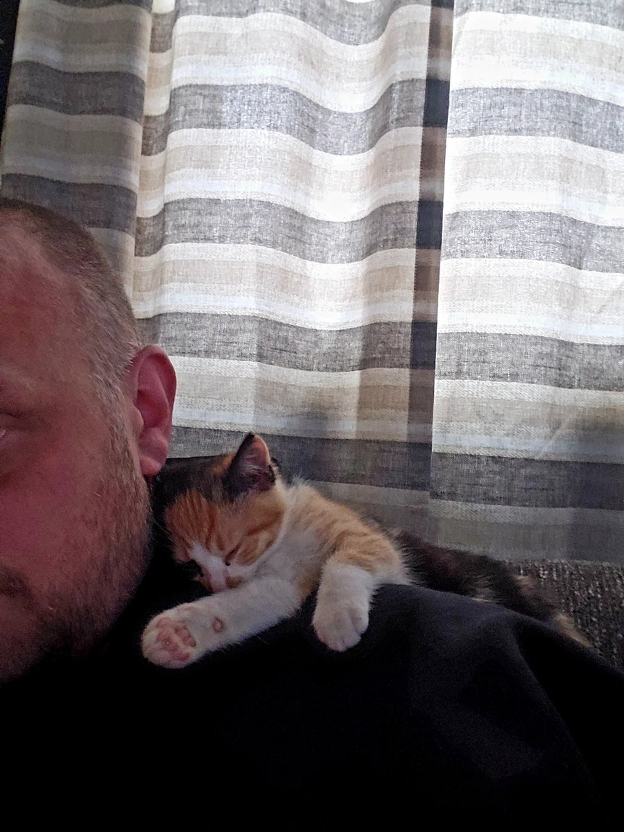 My sons, <a href="/braydendavis555/">brayden</a>, new kitten he named Heather LangenCAT after the legendary <a href="/LangenkampH/">Heather Langenkamp</a> 😺